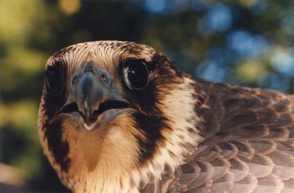 Peregrine Falcon, click to zoom in.