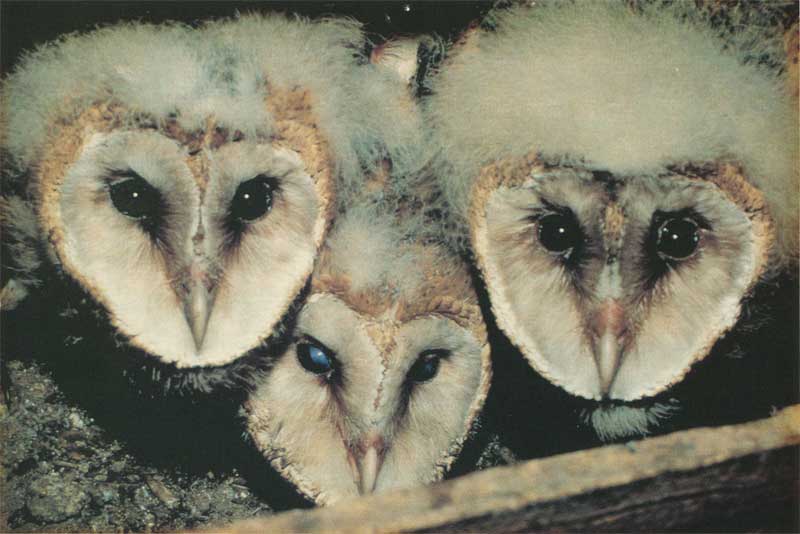 Juvenile Barn Owls, click to zoom in.