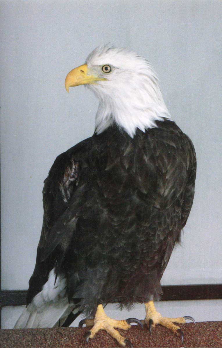 Eagle, click to zoom in.